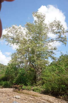 Image of Platanus gentryi Nixon & J. M. Poole