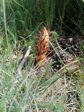 Image of greater broomrape