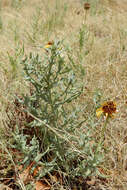 Image of Texas blueweed