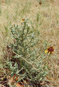 Image of Texas blueweed