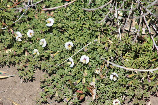 Image of Adesmia parvifolia Phil.