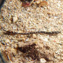 Image of Tidepool pipefish