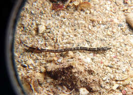 Image of Tidepool pipefish