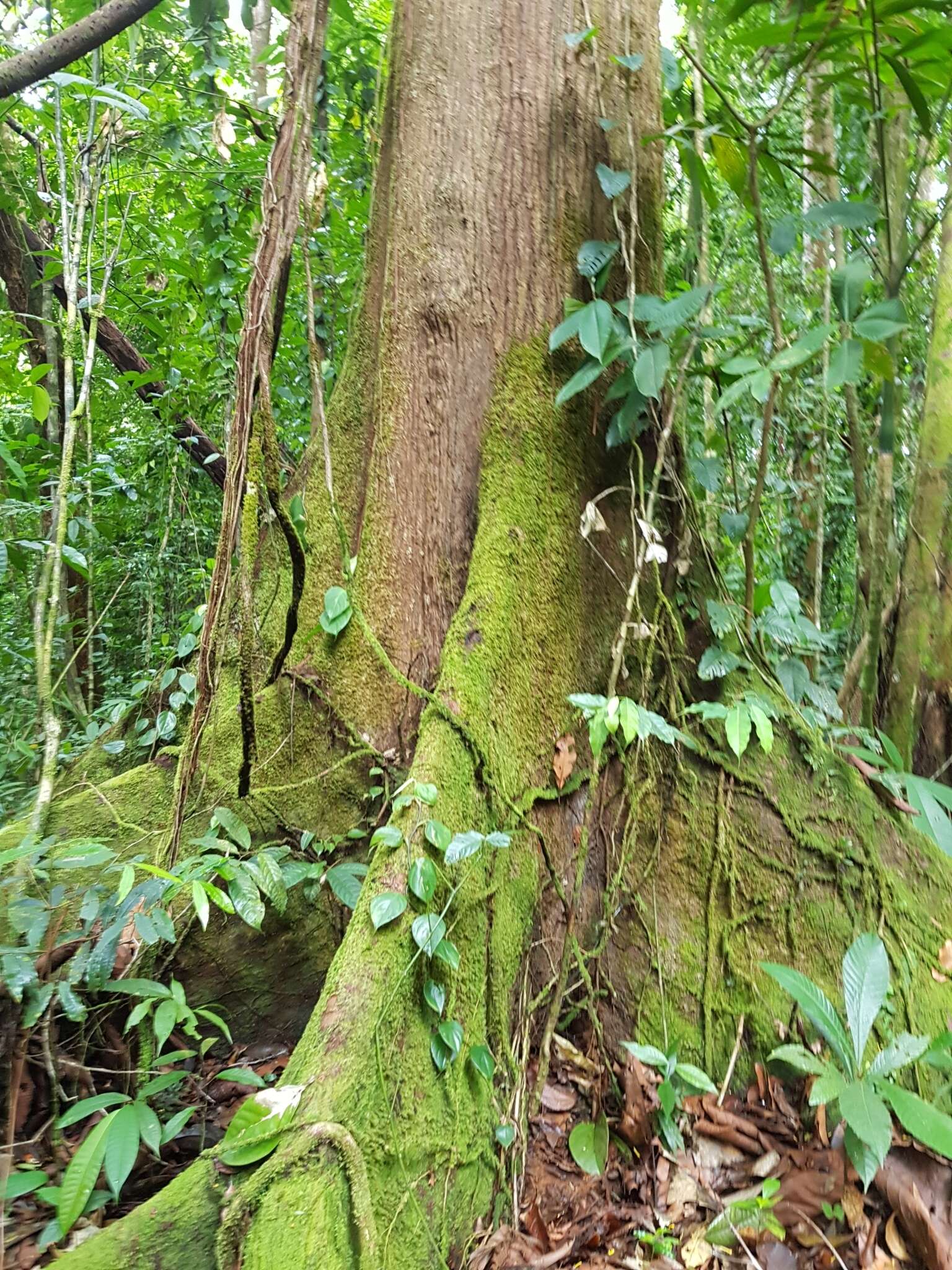 Image of Anthodiscus chocoensis Prance