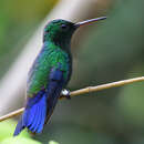 Image of Steely-vented Hummingbird