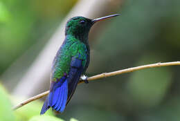 Image of Steely-vented Hummingbird