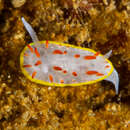 Image of Diaphorodoris papillata Portmann & Sandmeier 1960