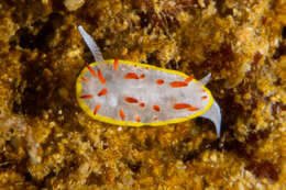 Image of Diaphorodoris papillata Portmann & Sandmeier 1960