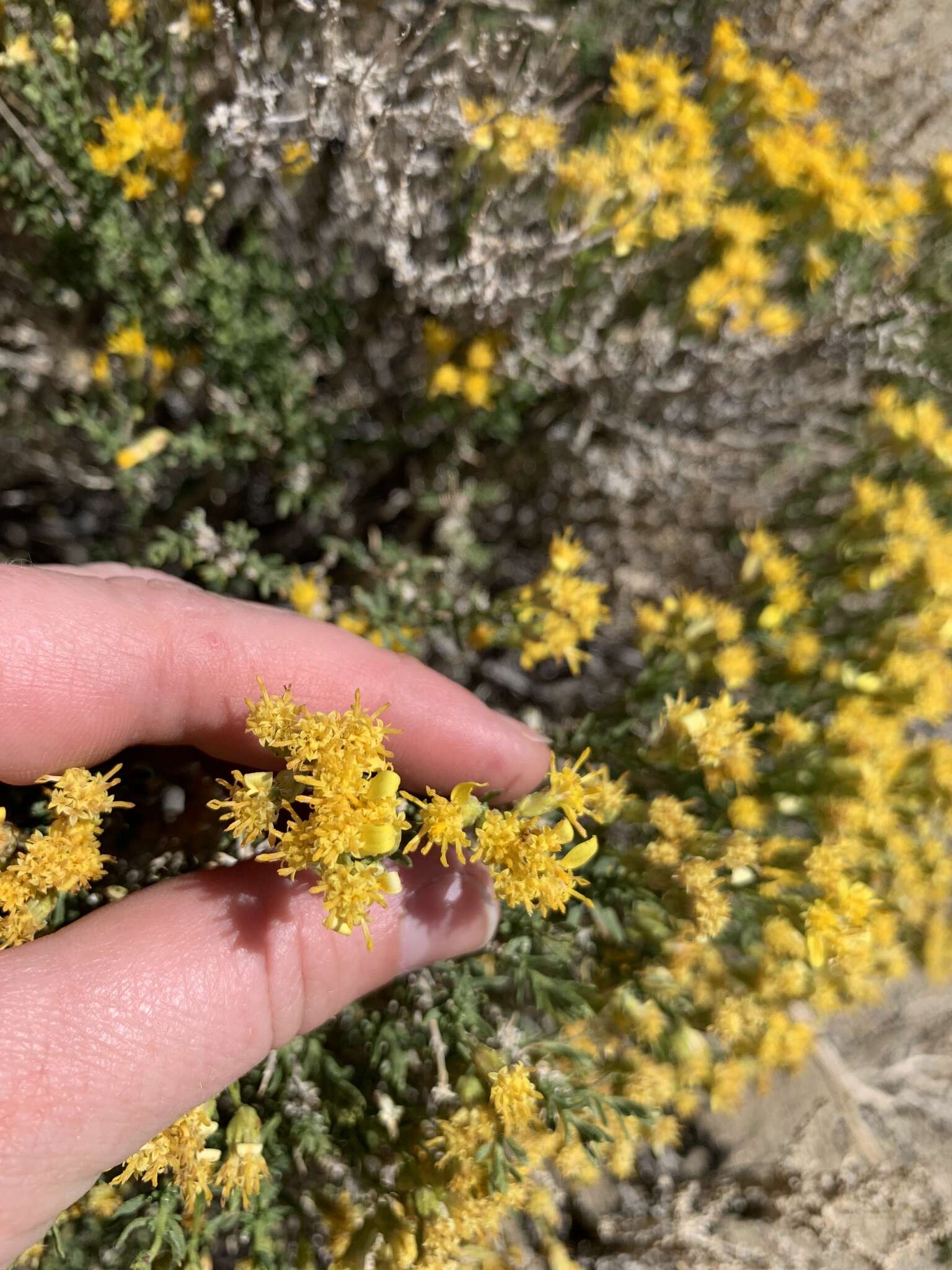 Image de Ericameria cooperi (A. Gray) Hall