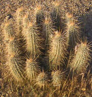 Image of Engelmann's hedgehog cactus