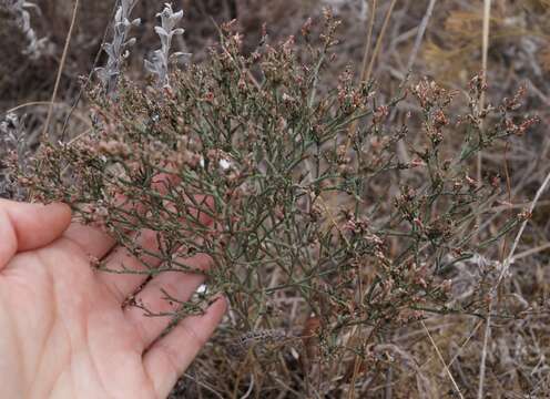 Image of Sea lavendar