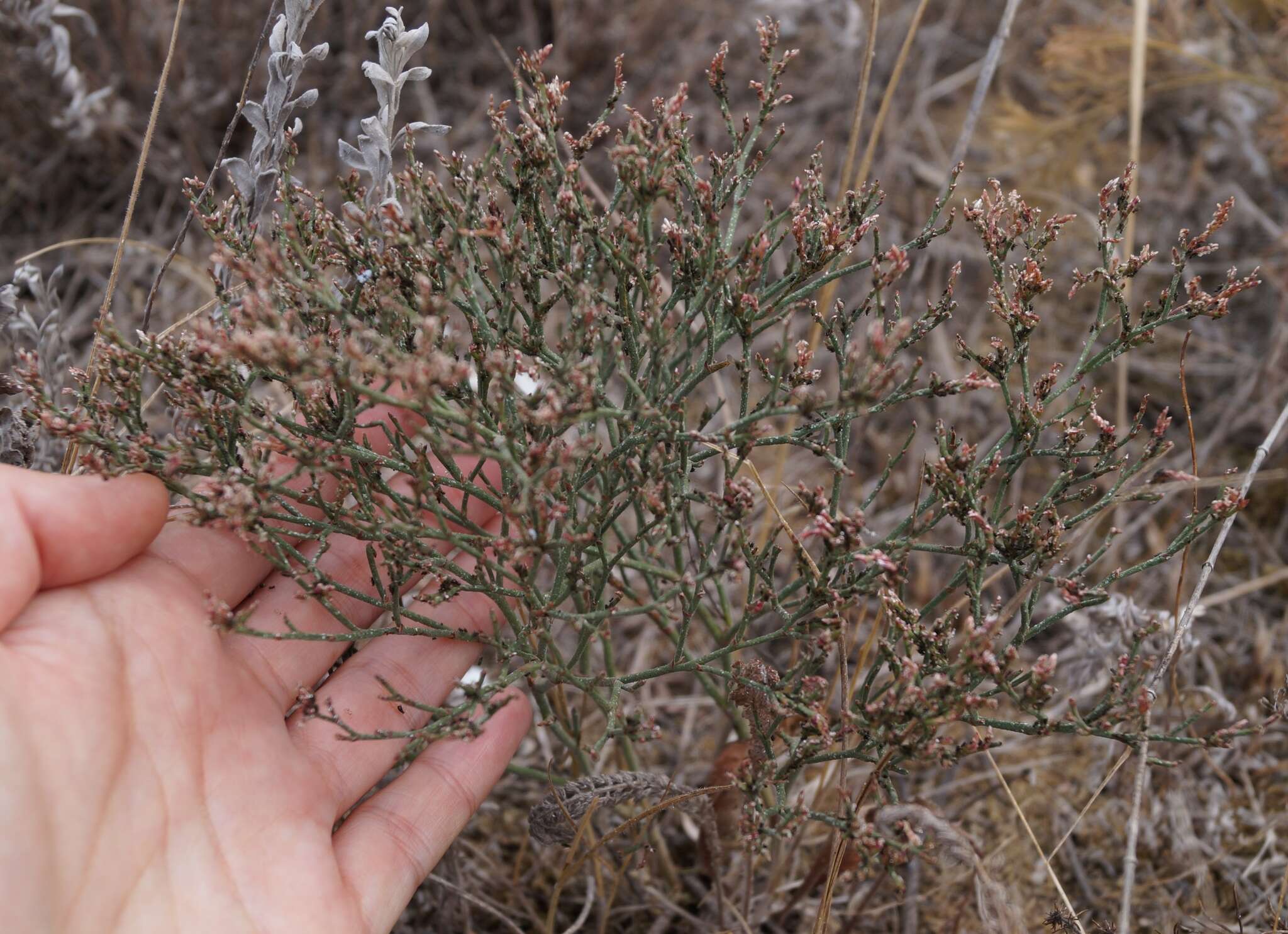 Imagem de Limonium gerberi A. Soldano