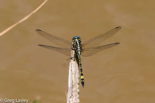 Image of Neodythemis hildebrandti Karsch 1889