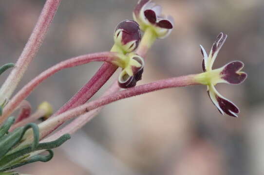 Image of Zaluzianskya capensis (L.) Walp.