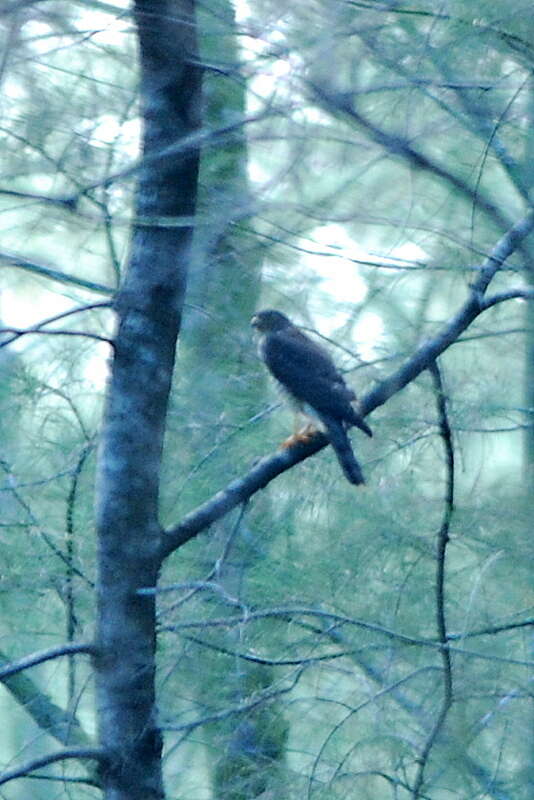 Image of Chinese Sparrowhawk