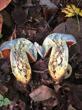 Image of Boletus subluridellus A. H. Sm. & Thiers 1971