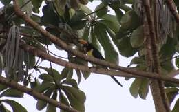 Image of Lettered Aracari