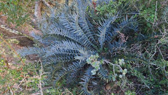 Image of Eastern Cape Blue Cycad