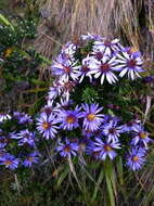 Image of Diplostephium hartwegii Hieron.