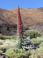 Image of Echium wildpretii H. H. W. Pearson ex Hook. fil.