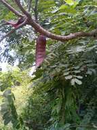 Image of Albizia boivinii E. Fourn.