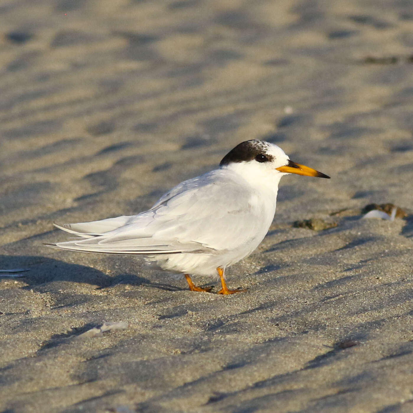 Image of Fairy Tern