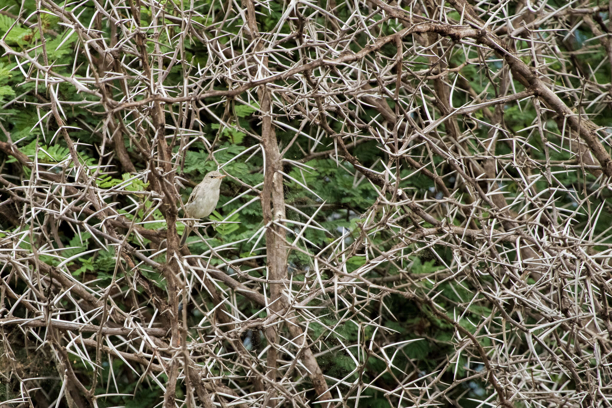 Image of Olive-tree Warbler