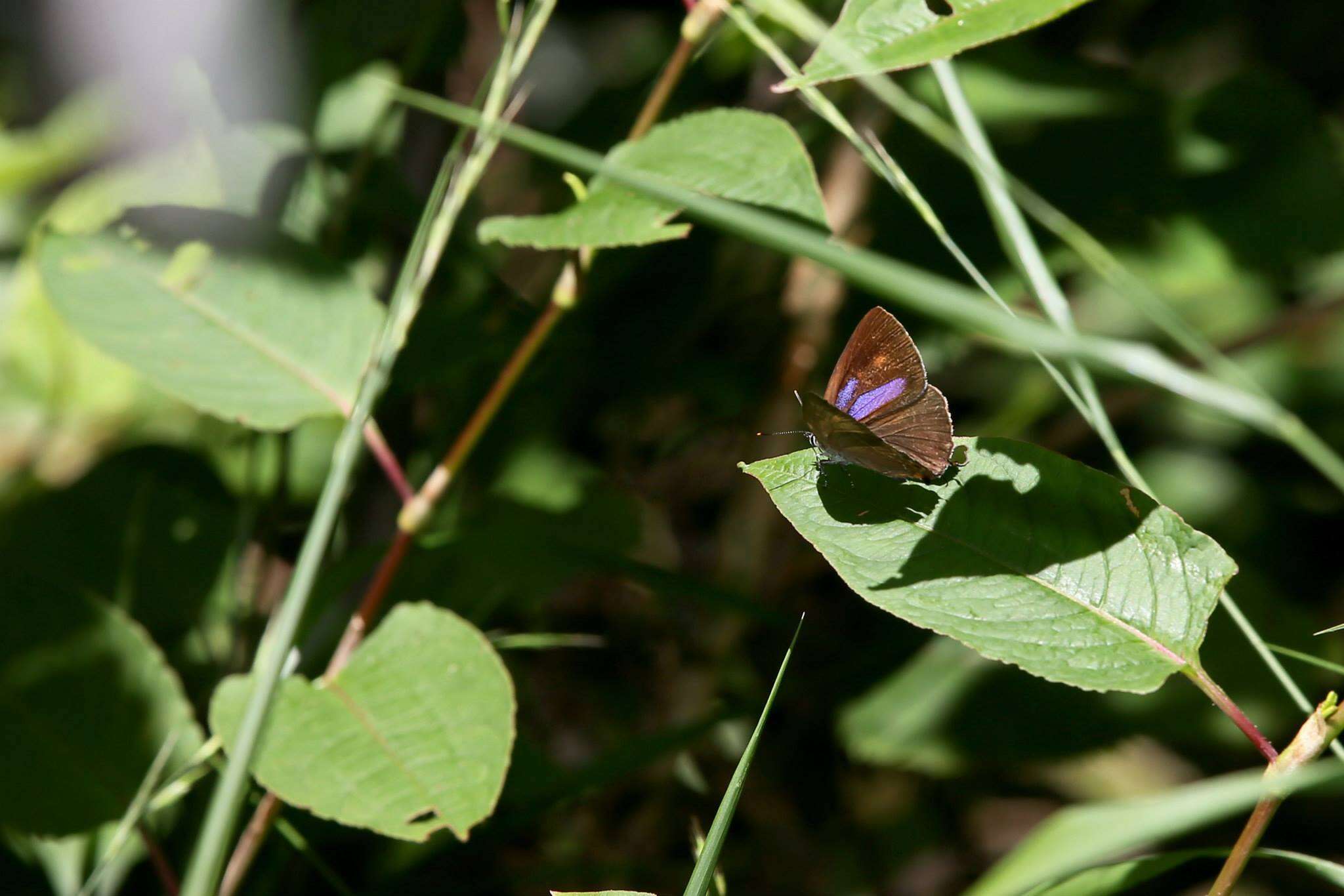 Image of Chrysozephyrus nishikaze (Araki & Shibatani 1941)