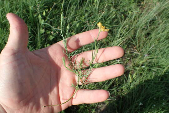 Linum alatum (Small) H. J. P. Winkl. resmi