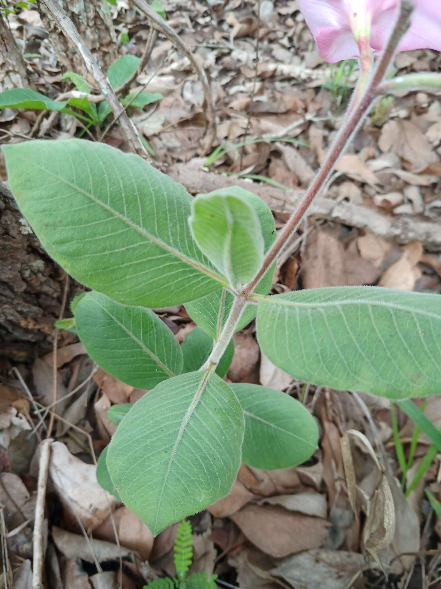 Image of Mandevilla illustris (Vell.) R. E. Woodson