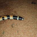 Image of Northern Desert Banded Snake