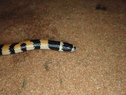 Image of Northern Desert Banded Snake