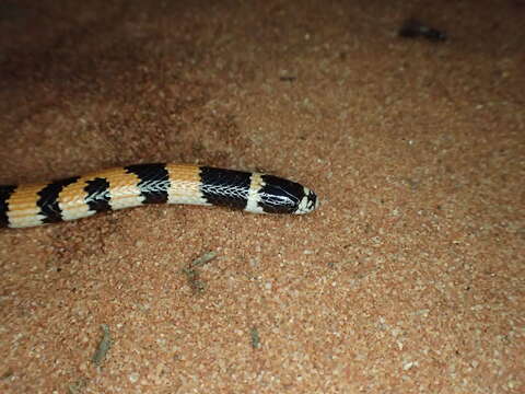 Image of Northern Desert Banded Snake