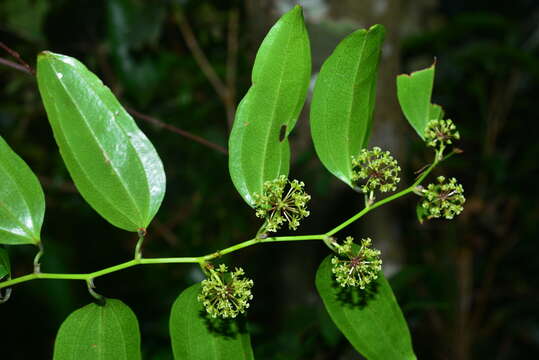 Image de Smilax lanceifolia Roxb.