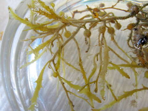 Image of Sargassum natans