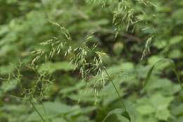 صورة Trisetum umbratile (Kitag.) Kitag.