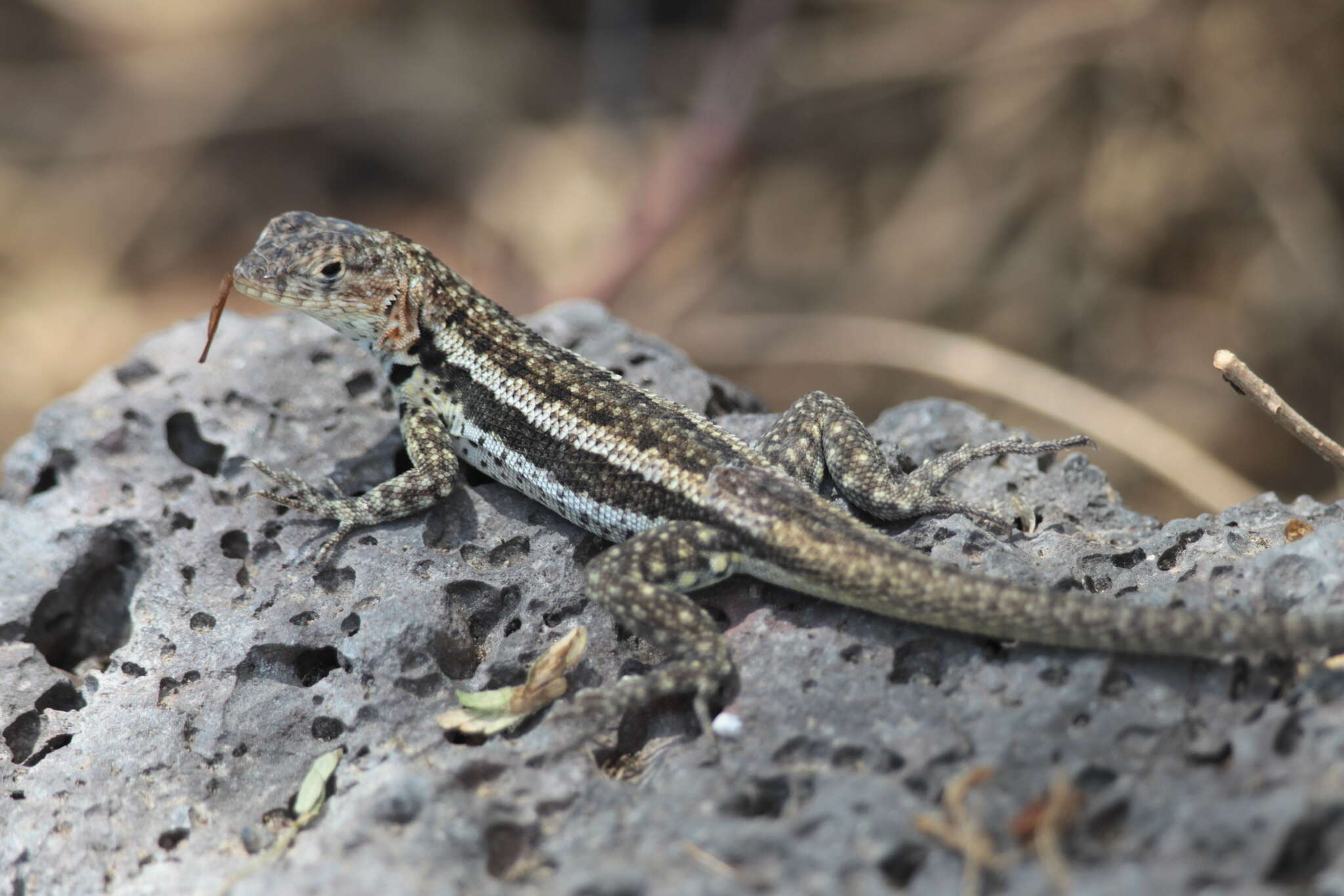 Image of Galapagos Lava Lizard