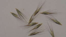 Image of Hordeum marinum subsp. gussoneanum (Parl.) Thell.