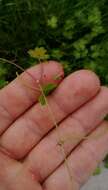 Image of Australian hydrocotyle