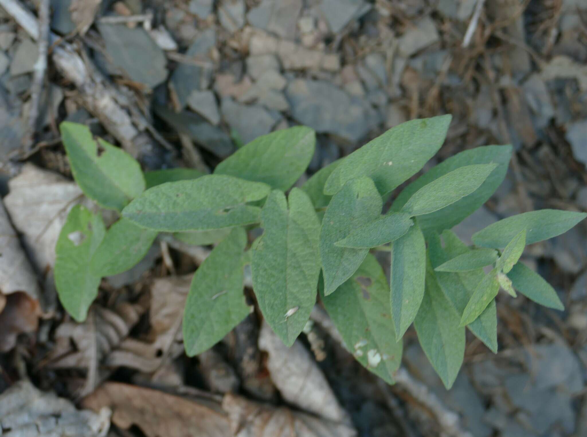 Image of low false bindweed