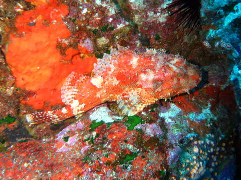 Image of Red scorpionfish