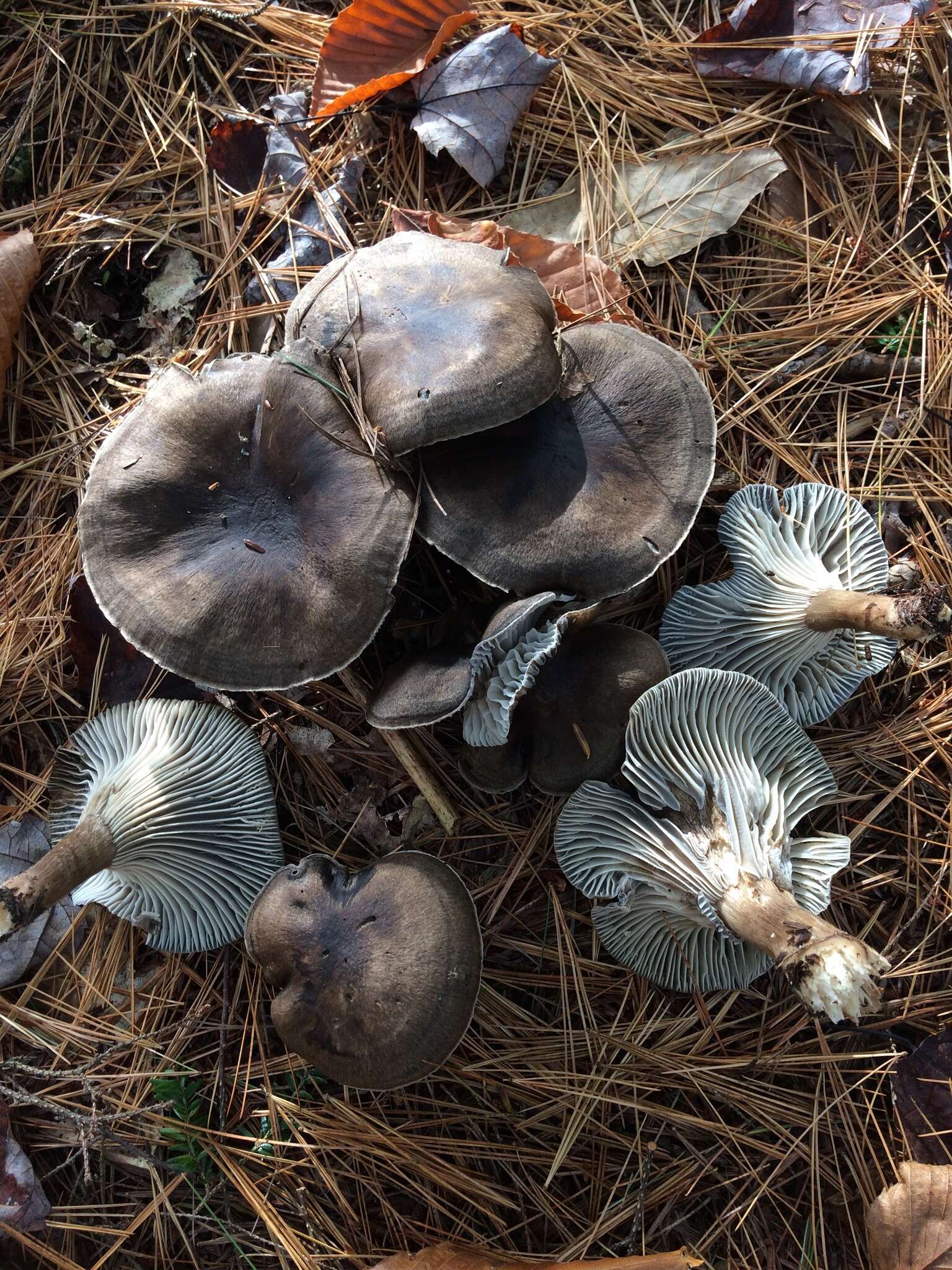 Image de Hygrophore à lamelles arquées