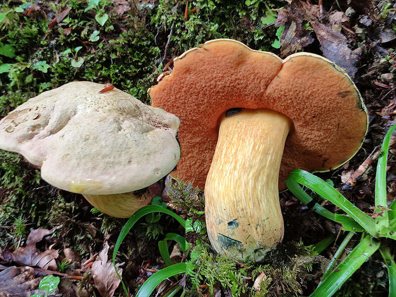 Image of Deceiving Bolete