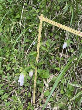 Image of Campanula punctata var. punctata