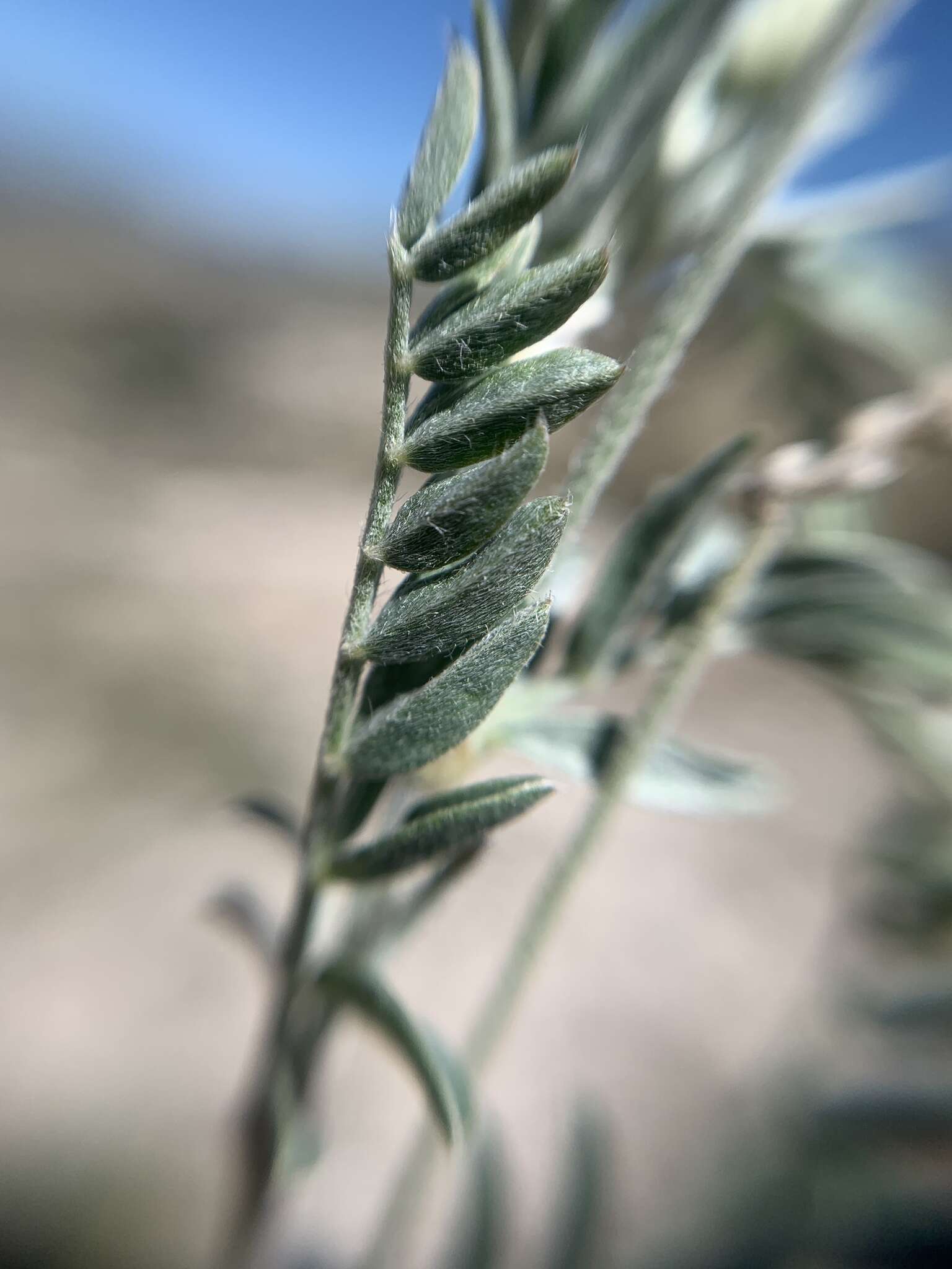 Sivun Astragalus hypoleucus Schau. kuva