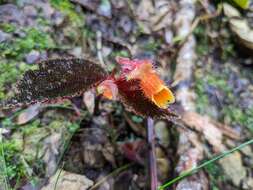 Слика од Begonia lehmannii (Irmsch.) L. B. Sm. & B. G. Schub.