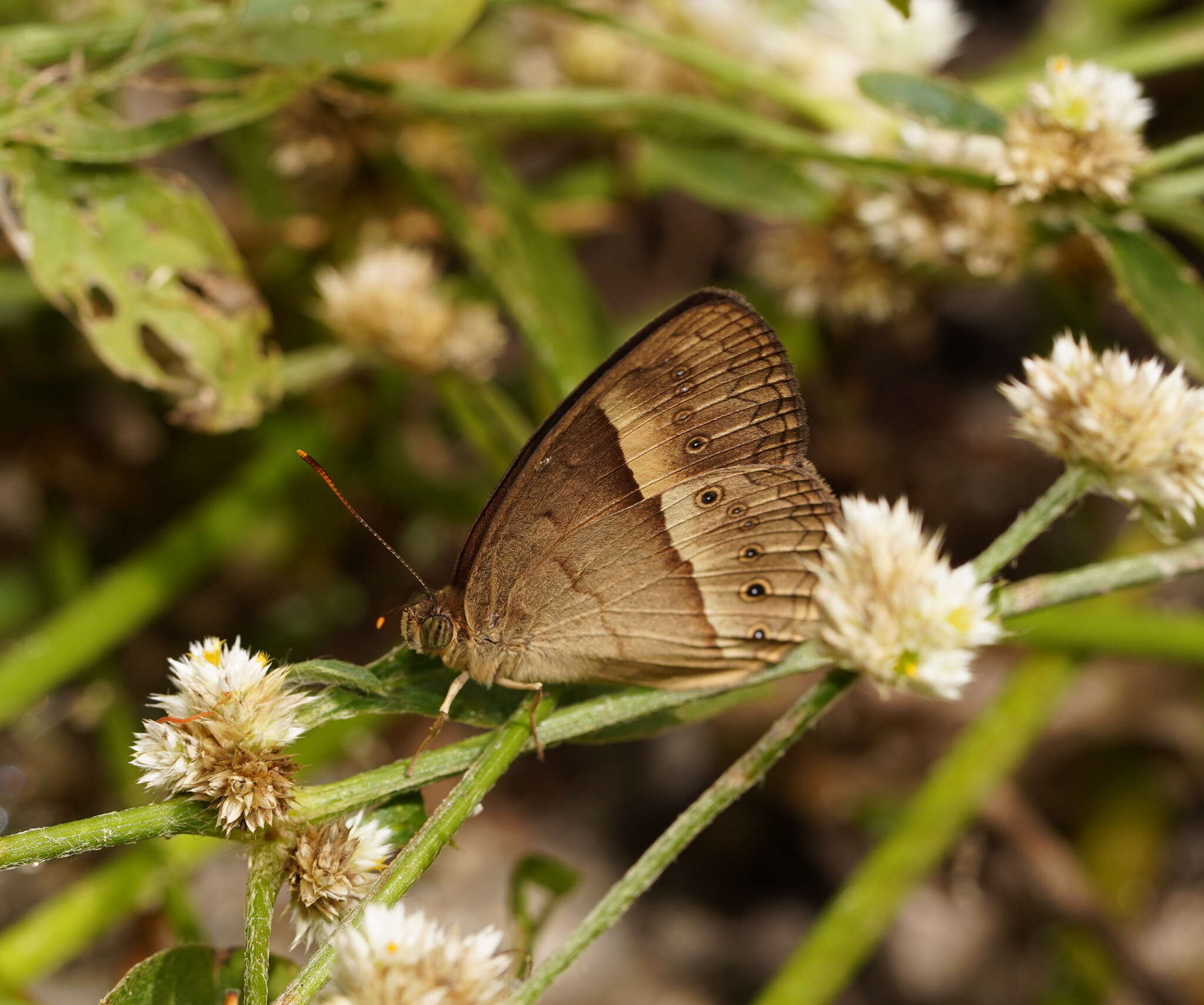 Image of Orange Bush-brown