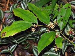 Image of Smilax aspericaulis Wall. ex A. DC.