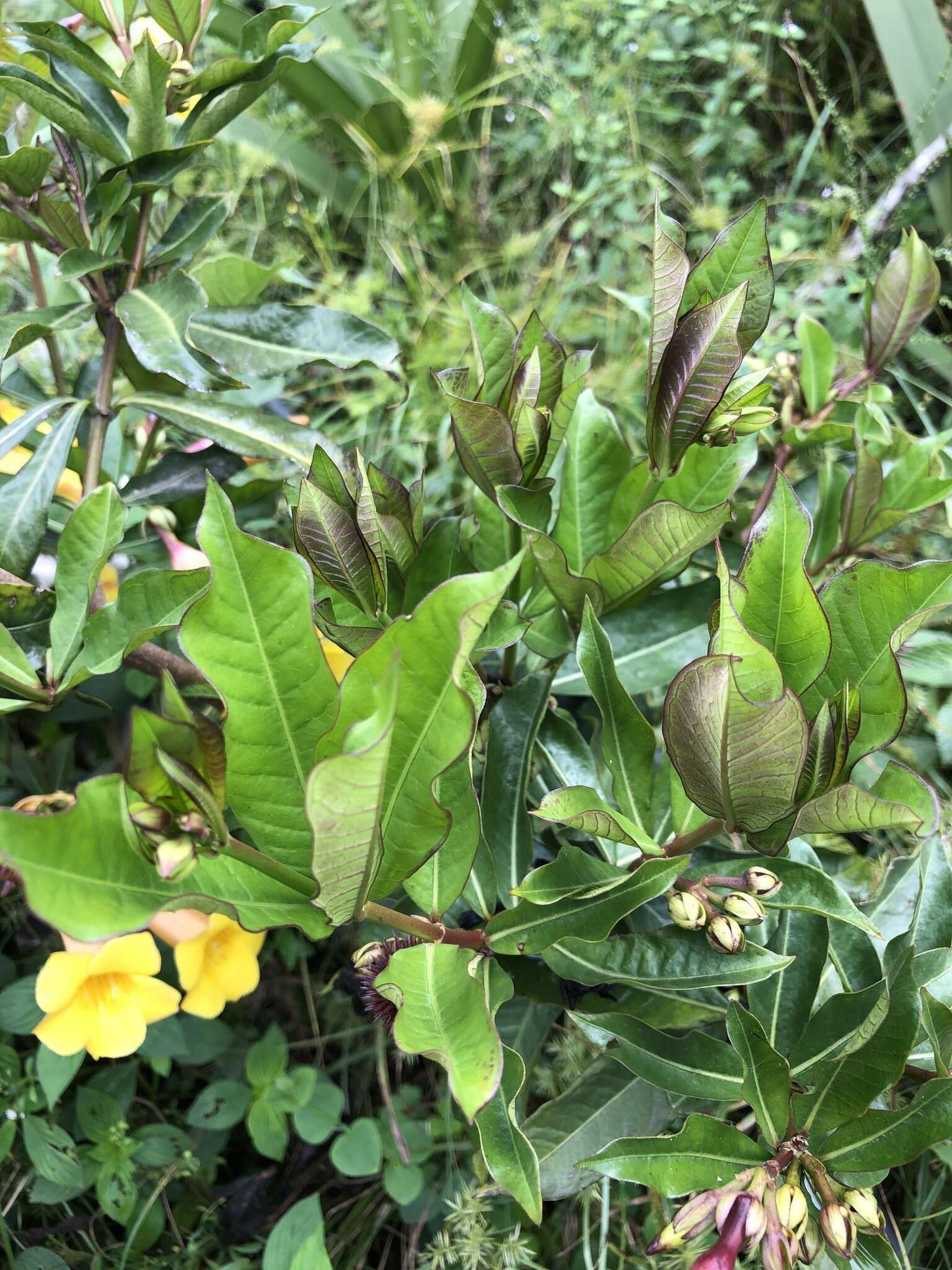 Image of bush allamanda