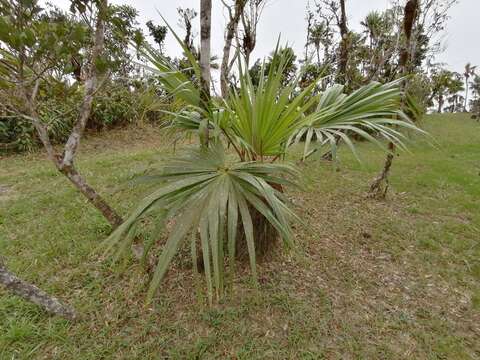 Plancia ëd Colpothrinax aphanopetala R. Evans